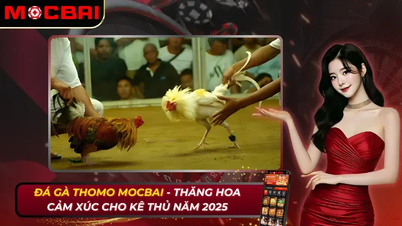 Đá Gà Thomo